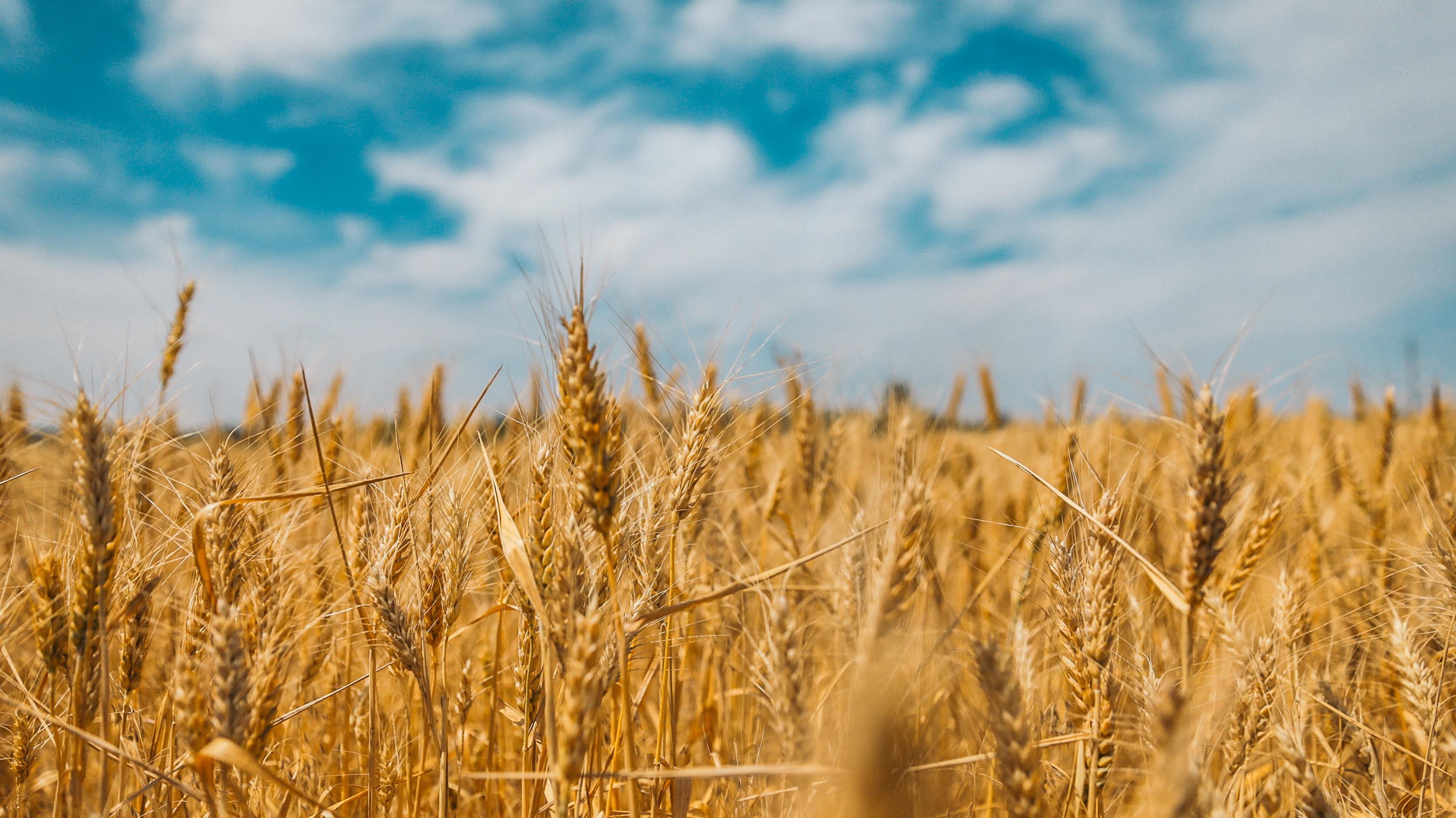 Wheat background